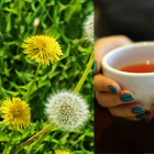 Diente de león: aliado natural para la salud