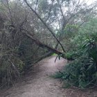 Árbol caído en la ruta ecológica del Chaquiñán, sector Churoloma. Vecinos piden mantenimiento urgente.