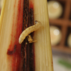 Referencial. El gusano afecta a las plantaciones y al ganado.
