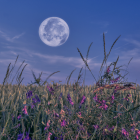 La Luna de las Flores se verá este 12 de mayo en Ecuador, coincidiendo con una microluna que la hará lucir más pequeña de lo habitual.