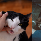 Cada gato es único, y dedicar tiempo a conocer sus preferencias y límites es la clave para una relación armoniosa