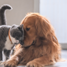 Referencial. Animales de compañía.