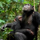 Una madre chimpancé (Xela) amamanta a su cría (Xort).