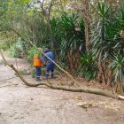 El fin de semana un árbol cayó en el km 8 de El Chaquiñán, en Tumbaco. Personal de Epmmop acudió al lugar para realizar la limpieza.