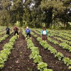 El renacer de la papa nativa en manos de los hijos de la tierra en el páramo de tres cantones de Tungurahua.