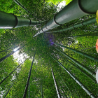 El Bambú garantiza muchos beneficios para tu cuerpo y tu hogar