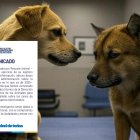 El Municipio se pronunció ante la denuncia de Rescate Animal