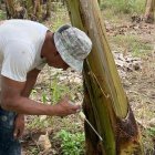 Un agricultor inyecta aceite ozonizado a una planta contra el Moko, el producto está a prueba.