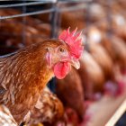 Brasil exportó más de 5 millones de toneladas de productos avícolas durante el 2024.