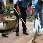 La serpiente encontrada en Las Peñas fue puesta nuevamente en su hábitat natural