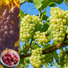 Las uvas pueden ayudar a mantener la fuerza y funcionalidad muscular con el tiempo