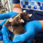 Animales como las zarigüeyas buscan refugio y alimento en las ciudades. Dos ejemplares aparecieron en el centro de Guayaquil.