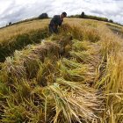 Un trabajador corta muestras de arroz en los cultivos experimentales de arroz del INIA (Instituto de Investigaciones Agropecuarias) en San Carlos, región de Ñuble, Chile, el 10 de abril de 2025.