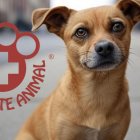 Ilustración Referencial. Rescate Animal volvió a insistir en su denuncia pública.