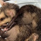 Las zarigüeyas son animales silvestres que suelen llegar a la zona urbana en busca de comida y refugio. Son inofensivas.