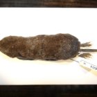 Muestra. Musaraña hallada en la Amazonía, cerca de Perú.