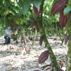 Agricultor en sembrío de plantas de cacao.