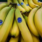 La empresa Chiquita exporta banano a algunos países del mundo.
