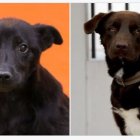 Conoce a los animales de compañía que esperan una familia responsable y cariñosa.