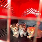 Los felinos estaban encerrados en costales y expuestos al inclemente sol.