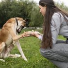 Aprende a educar a tu mascota: curso de adiestramiento canino en Ecuador