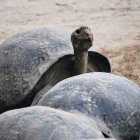 Tortugas gigantes en el Centro de Crianza de Tortugas Gigantes Arnaldo Tupiza Chamaidan, en la isla de Isabela.