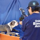 Perritos rescatados posaron para una sesión de fotos como parte de la campaña de adopción que se realizará durante la Feria del Libro.