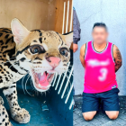 Los sospechosos tenían en su poder un tigrillo silvestre.