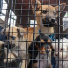Diez cachorros, destinados a la venta ilegal, fueron rescatados en un operativo realizado por la AMC y Bienestar Animal.