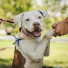 Animales de compañía están disponibles para ser adoptados, como parte de una campaña municipal.