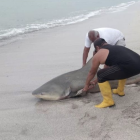 Un tiburón fue encontrado sin vida a orillas del mar manabita