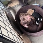 Los perritos estaban dentro de una tina plástica.