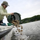 En Estados Unidos, voluntarios crían ostras para limpiar los mares.