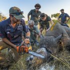Operación. Descuerne de un rinoceronte blanco en el Gran Kruger.