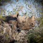 Rinocerontes negros en la región del Gran Kruger. Todos descornados y con algunos cuernos rebrotados.