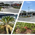 El inicio de la avenida Isidro Ayora, en Guayaquil, se caracterizaba por gozar de un arbolado que daba sombra; ahora, en el sitio abundan plantas que no son nativas ni dan sombra.