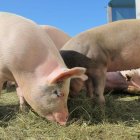 El sector de la producción teme sobre importación de carne indisciminada desde Estados Unidos.