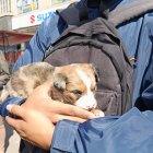Los canes entre dos y cuatro meses de edad, se encontraban en jaulas improvisadas en el mercado Las Cuadras, sur de Quito.