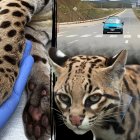 Ilustración referencial. Ciudadanos reportan atropellamiento de especies silvestres en Chongón.