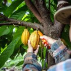 Referencial. Jóvenes de Manabí y Napo que basen sus emprendimientos en cacao pueden postular a la convocatoria del programa Empleo Agro Joven.