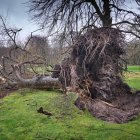 Imagen de archivo de los daños ocasionados por la tormenta Eunice en Holanda.