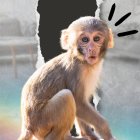 Un video de una señora reclamando por que le arrebataron a su "mono mascota" se viralizó en redes.