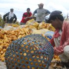 Los agricultores temen que si exonera el arancel a la importación del maíz no se compre la cosecha nacional.