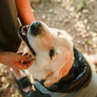 Acariciar a un perro puede aliviar el estrés y mejorar el estado de ánimo en solo minutos