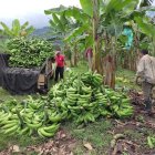 La enfermedad del Moko, ha afectado al menos el 30 % de las plantaciones, dicen empresarios.