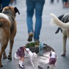 Tras el ataque, la Alcalde insiste en poner en práctica lo que dice la ordenanza respecto a cómo deben salir los animales a las calles, incluso si es al interior de una ciudadela. Esto es, con correa.creada por Grok