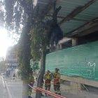 Trabajador muere en obra: cuerpo fue hallado sobre un árbol en la avenida 12 de Octubre y Tarqui, norte de Quito.