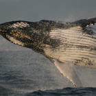 Cada año, las ballenas jorobadas llegan a las cálidas aguas del Pacífico ecuatoriano para aparearse, ofreciendo un espectáculo natural imperdible entre junio y septiembre.