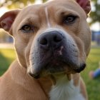 HECHO CON IA. Un perro atacó a una niña en Guayaquil.