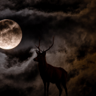 Se podrá observar la Luna del Ciervo este mes de julio.